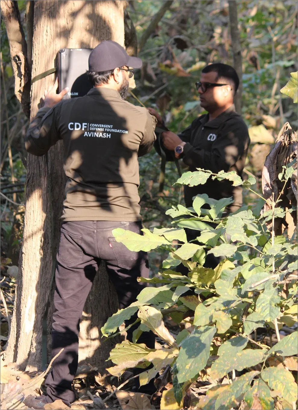 A team member setting up a prototype camera node on a tree in the forest